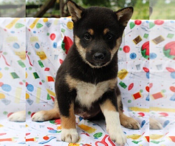 Medium Photo #2 Shiba Inu Puppy For Sale in BLOOMINGTON, IN, USA