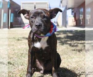 American Staffordshire Terrier-Unknown Mix Dogs for adoption in San Antonio, TX, USA