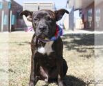 Small American Staffordshire Terrier Mix