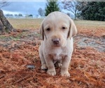 Small #8 Labrador Retriever