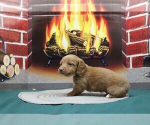 Dachshund Puppy for sale in CHANUTE, KS, USA