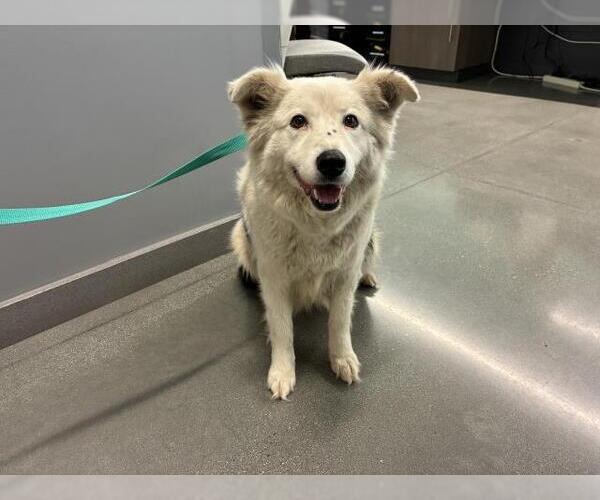 Medium Photo #1 Border Collie Puppy For Sale in San Martin, CA, USA