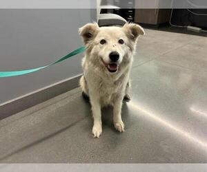 Border Collie Dogs for adoption in San Martin, CA, USA