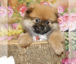 Image preview for Ad Listing. Nickname: Pomeranian
