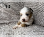 Small Photo #4 Australian Shepherd Puppy For Sale in TONASKET, WA, USA
