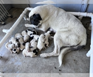 Mother of the Pyredoodle puppies born on 05/29/2022