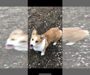 Mother of the Pembroke Welsh Corgi puppies born on 02/26/2022