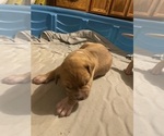 Puppy Brutus Labrador Retriever-Unknown Mix