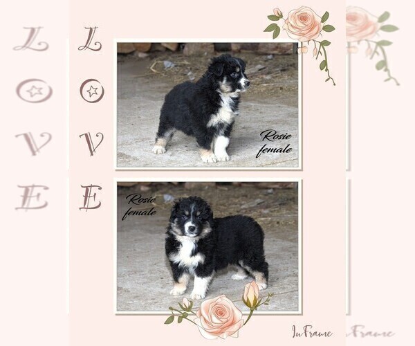 Medium Photo #18 Australian Shepherd Puppy For Sale in CLARE, MI, USA