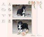 Small Photo #18 Australian Shepherd Puppy For Sale in CLARE, MI, USA
