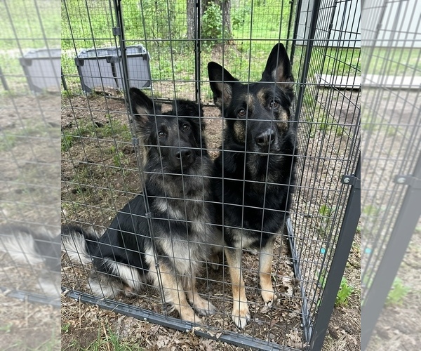 Medium Photo #1 German Shepherd Dog Puppy For Sale in PRINCETON, MN, USA