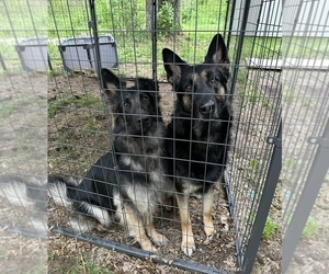 Father of the German Shepherd Dog puppies born on 11/22/2025