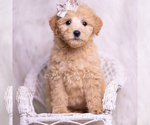 Puppy Clover Goldendoodle (Miniature)