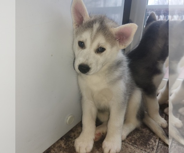 Medium Photo #5 Siberian Husky Puppy For Sale in BLOOMFIELD, KY, USA