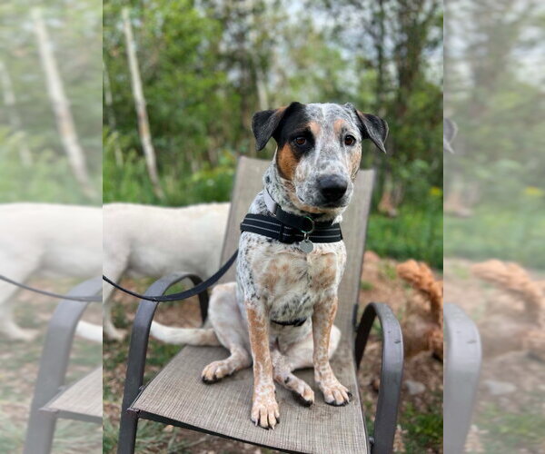 Medium Photo #8 Mutt Puppy For Sale in Salt Lake City, UT, USA