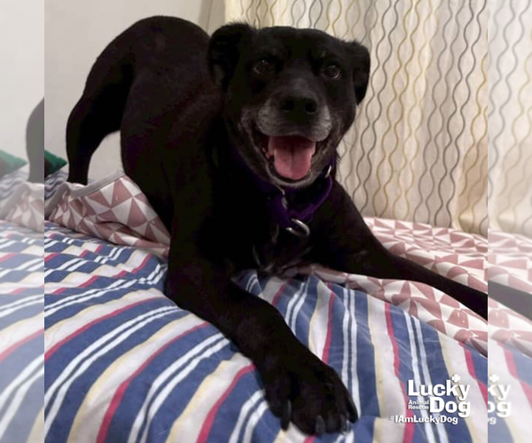 Medium Photo #3 Labrador Retriever-Unknown Mix Puppy For Sale in Washington, DC, USA