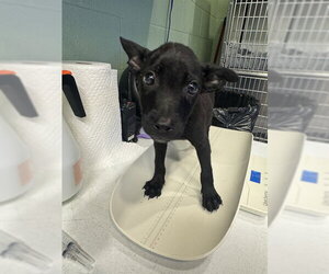 American Staffordshire Terrier-Labrador Retriever Mix Dogs for adoption in Grand Prairie, TX, USA