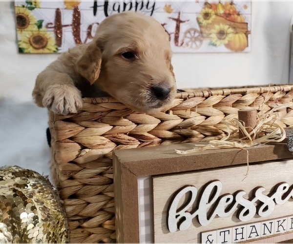 Medium Photo #7 Labradoodle Puppy For Sale in SAN ANTONIO, TX, USA
