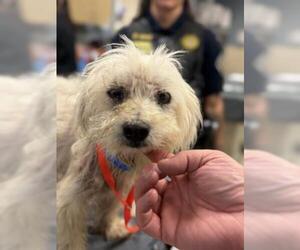 Maltese-Unknown Mix Dogs for adoption in Riverside, CA, USA