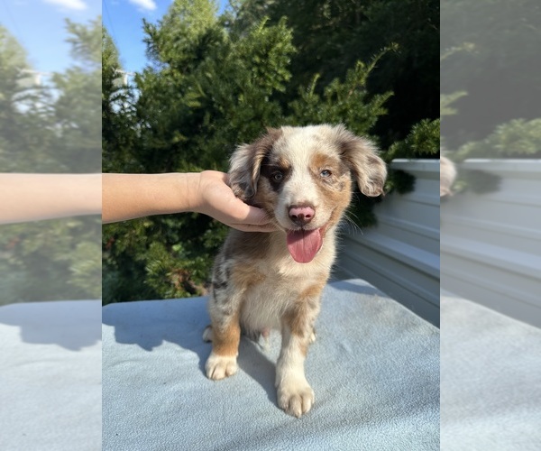Medium Photo #13 Australian Shepherd Puppy For Sale in HYDEN, KY, USA