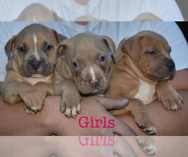 Medium Photo #1 American Bully Puppy For Sale in TAZEWELL, VA, USA