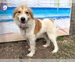 Small #2 Great Pyrenees