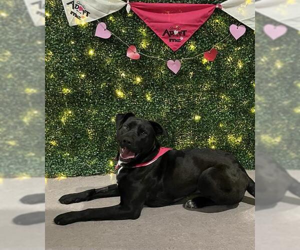 Medium Photo #3 American Pit Bull Terrier-Labrador Retriever Mix Puppy For Sale in Grasswood, Saskatchewan, Canada