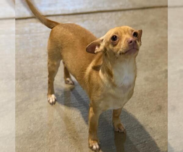 Medium Photo #2 Chihuahua-Unknown Mix Puppy For Sale in Yardley, PA, USA