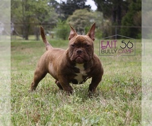 American Bully Puppy for sale in COVINGTON, GA, USA
