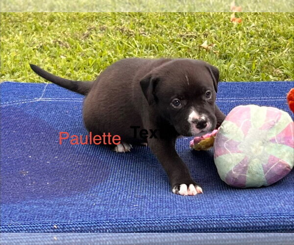 Medium Photo #2 Labrador Retriever-Unknown Mix Puppy For Sale in Claremore, OK, USA