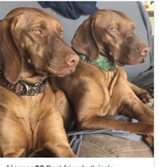 Mother of the Vizsla puppies born on 11/19/2018