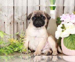 Pug Puppy for sale in MOUNT VERNON, OH, USA