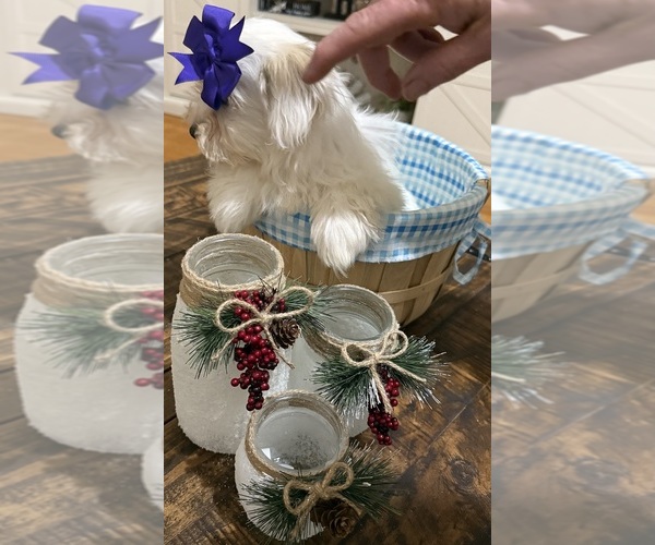 Medium Photo #12 Shih-Poo Puppy For Sale in DINWIDDIE, VA, USA