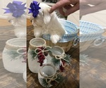 Small Photo #12 Shih-Poo Puppy For Sale in DINWIDDIE, VA, USA