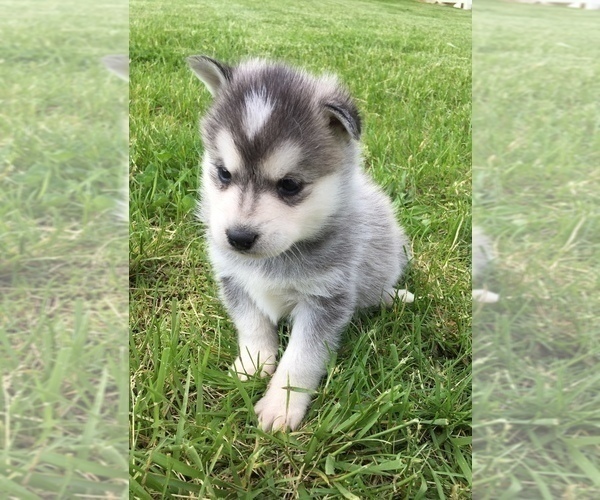 Medium Photo #2 Alaskan Klee Kai Puppy For Sale in WINCHESTER, OH, USA