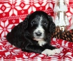 Small Photo #2 Aussiedoodle-Poodle (Standard) Mix Puppy For Sale in DOWELLTOWN, TN, USA