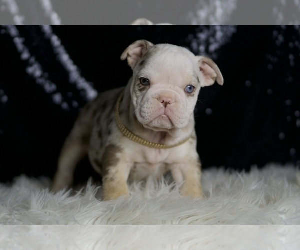 Medium Photo #4 English Bulldog Puppy For Sale in WARSAW, IN, USA