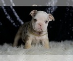 Small #3 English Bulldog