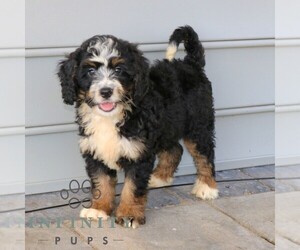 Bernedoodle (Miniature) Puppy for sale in NARVON, PA, USA