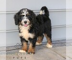 Small Bernedoodle (Miniature)