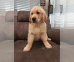 Small Photo #11 Golden Retriever Puppy For Sale in ELVERTA, CA, USA