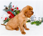 Small Photo #55 Cavalier King Charles Spaniel Puppy For Sale in WAKARUSA, IN, USA