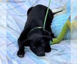 Small #1 Chocolate Labrador retriever Mix