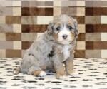 Small #2 Bernedoodle (Miniature)