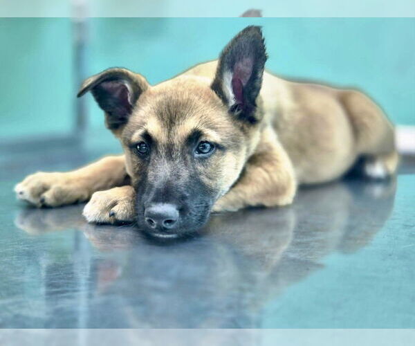 Medium Photo #2 Mutt Puppy For Sale in San Diego, CA, USA