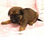 Small German Shepherd Dog Mix