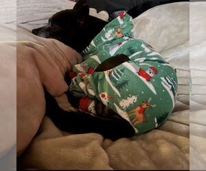 Chihuahua-Unknown Mix Dogs for adoption in Ball Ground, GA, USA