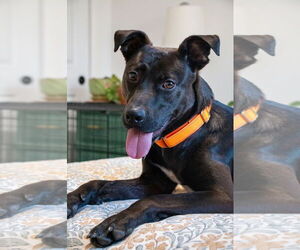 Mutt Dogs for adoption in Oakhurst, NJ, USA