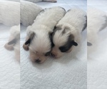 Small Photo #4 Shiranian Puppy For Sale in PLANO, TX, USA