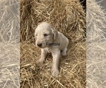 Puppy Tan female Labradoodle